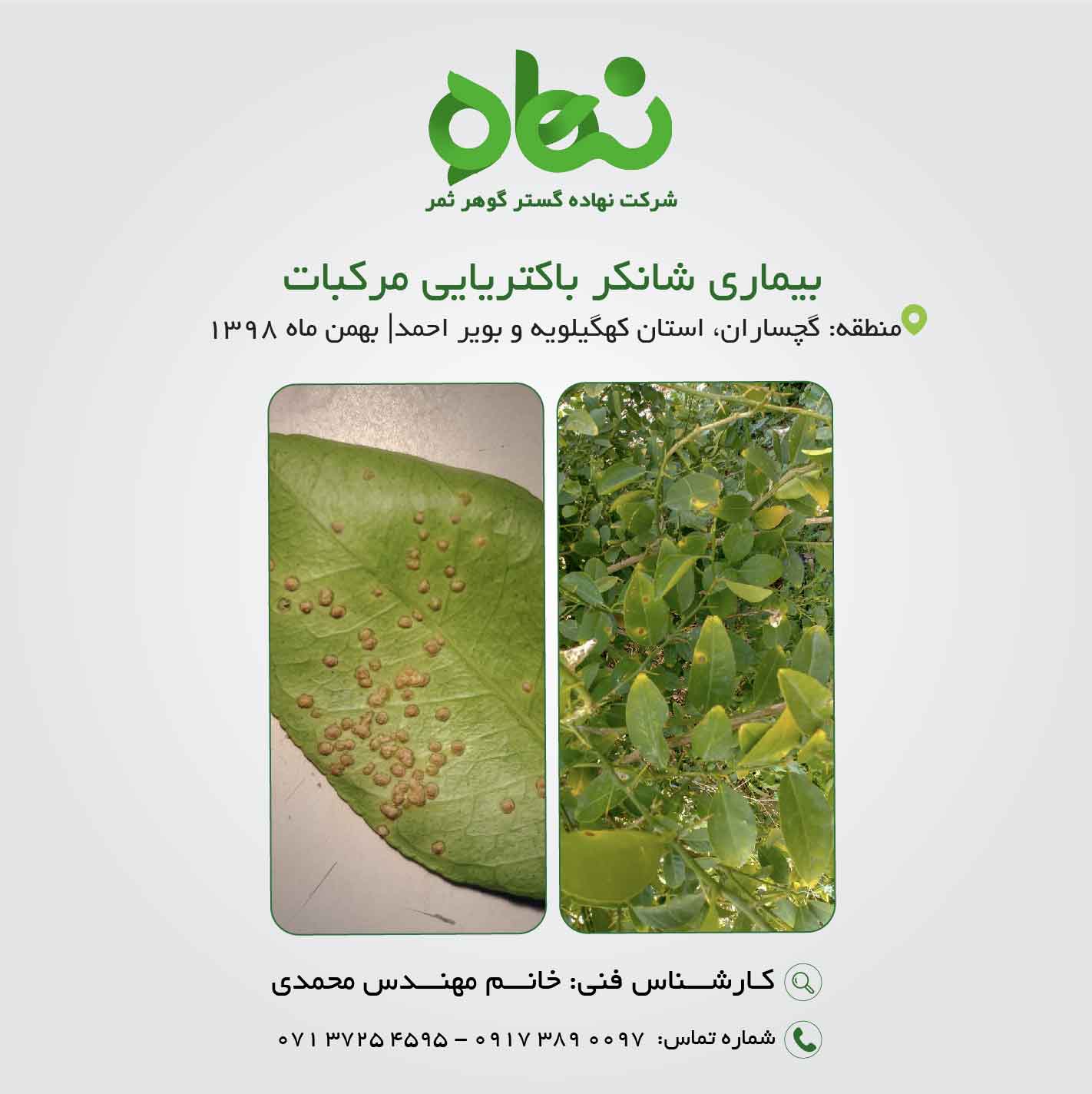 شانکر باکتریایی مرکبات (Bacterial canker)
